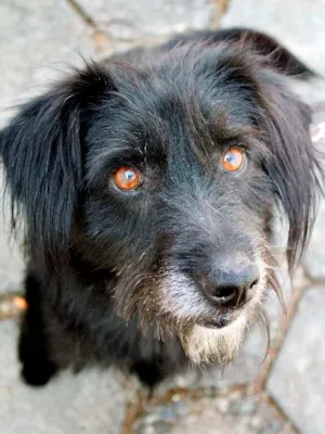 Cachorro raça SRD pelos longos idade 4 anos nome Kaleb