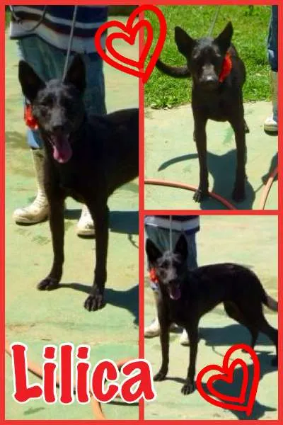 Cachorro ra a PASTOR idade 2 anos nome LILICA