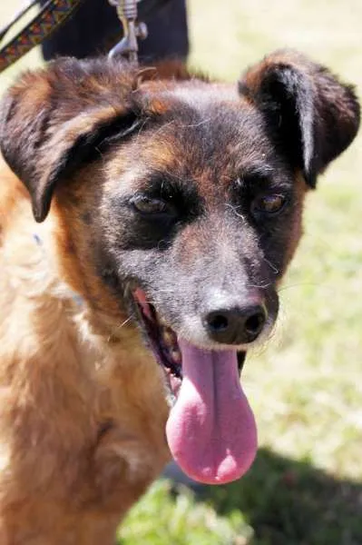 Cachorro raça SRD idade 5 anos nome Swann