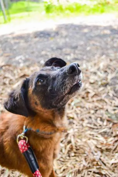 Cachorro raça SRD idade 5 anos nome Swann