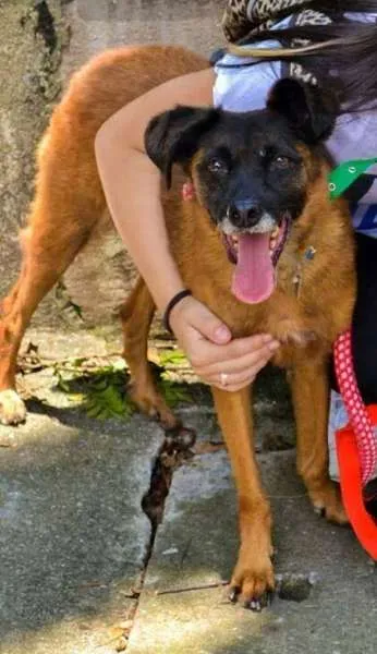 Cachorro raça SRD idade 5 anos nome Swann