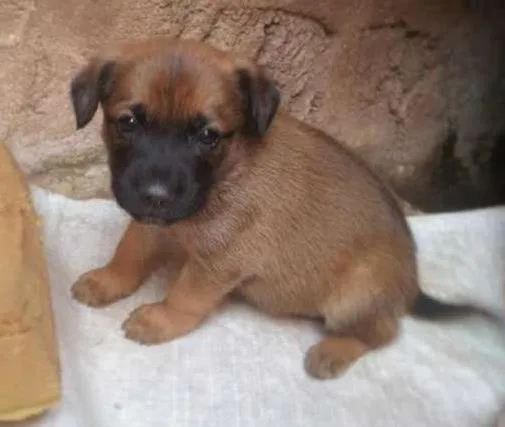 Cachorro ra a não tem idade Abaixo de 2 meses nome não tem