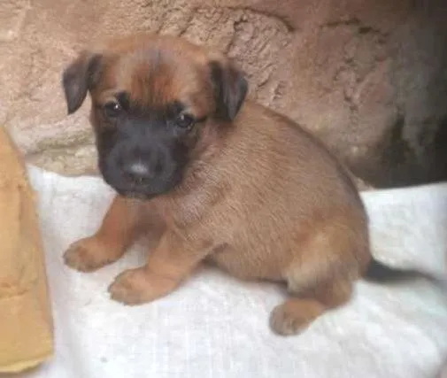 Cachorro ra a não tem idade Abaixo de 2 meses nome não tem