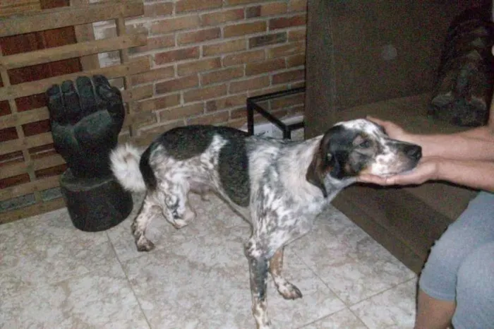 Cachorro raça SRD idade 1 ano nome Thor