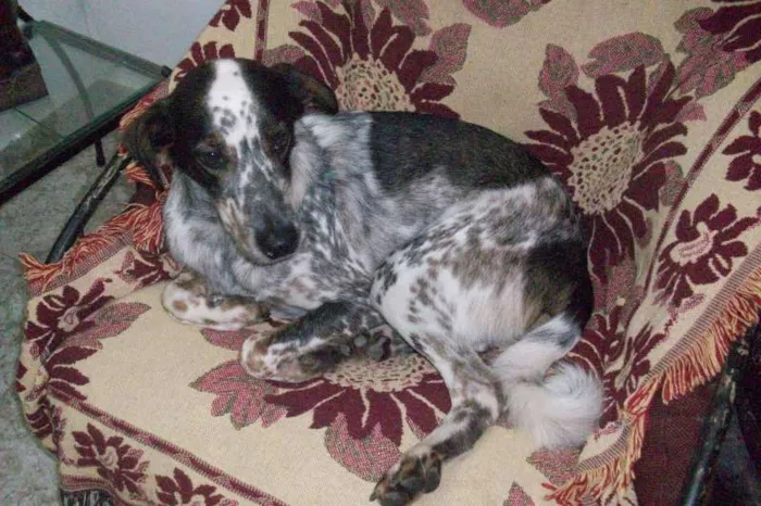 Cachorro raça SRD idade 1 ano nome Thor