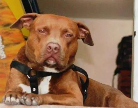 Cachorro ra a Pit-Bull idade 6 ou mais anos nome Trunck