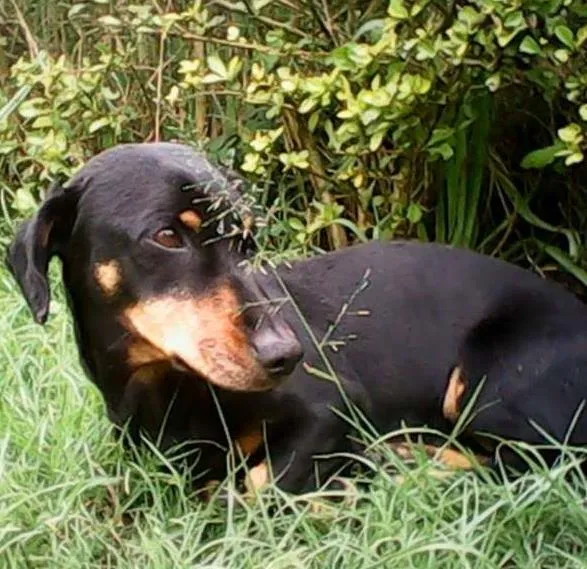 Cachorro ra a Daschund idade 5 anos nome Sem nome