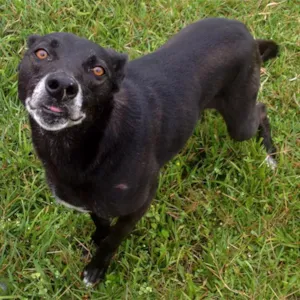 Cachorro raça SRD idade 6 ou mais anos nome Raica