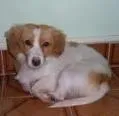 Cachorro ra a dac idade  nome dudu