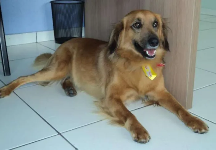 Cachorro ra a SRD idade 3 anos nome Ralph