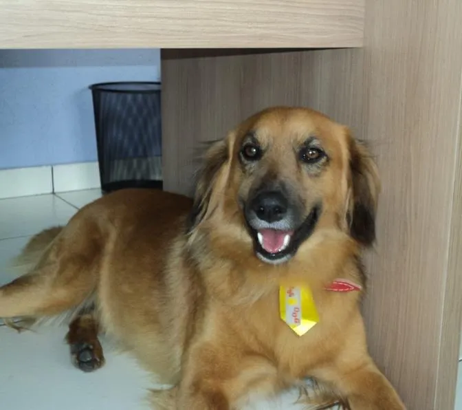 Cachorro ra a SRD idade 3 anos nome Ralph