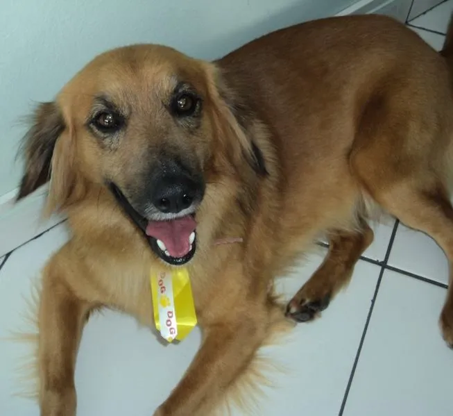 Cachorro ra a SRD idade 3 anos nome Ralph