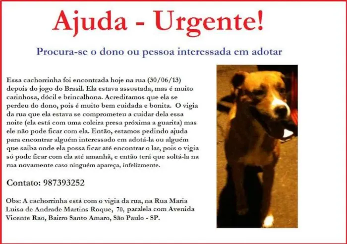 Cachorro ra a Boxer idade 2 anos nome Simpatia