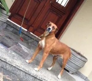 Cachorro raça Boxer idade 2 anos nome Simpatia