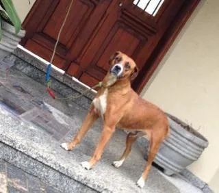 Cachorro ra a Boxer idade 2 anos nome Simpatia