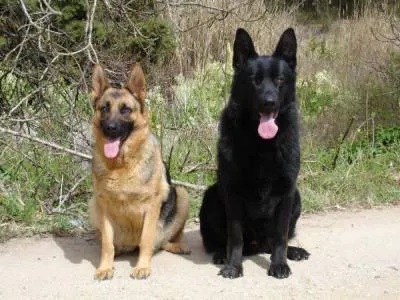 Cachorro ra a PASTORES idade 6 ou mais anos nome LAYLA E SHAKE