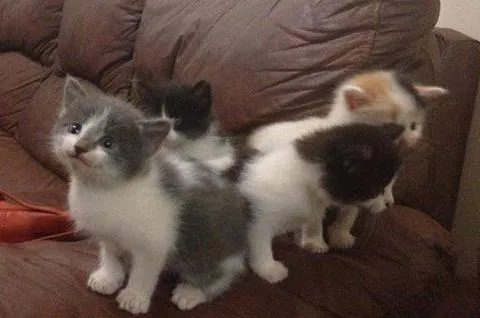 Gato ra a SRD idade  nome Vários