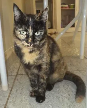 Gato raça SRD idade  nome Gatinha