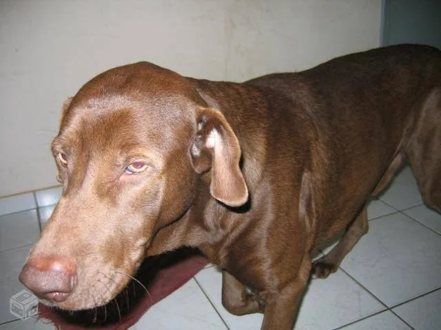 Cachorro ra a Labrador c/ doberman idade  nome Labrador c/ doberman