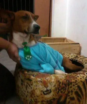Cachorro raça SRD idade  nome Meninão