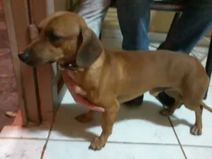 Cachorro raça Basset-Cofap idade  nome Basset