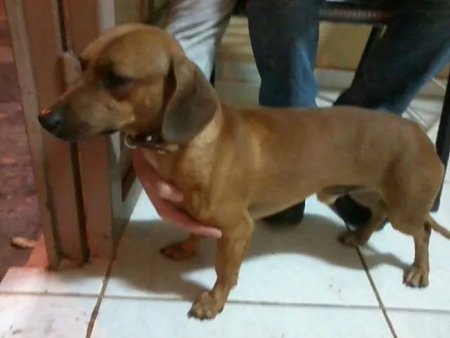 Cachorro ra a Basset-Cofap idade  nome Basset