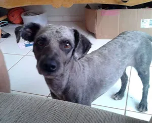 Cachorro raça Poodle idade  nome Pretinho