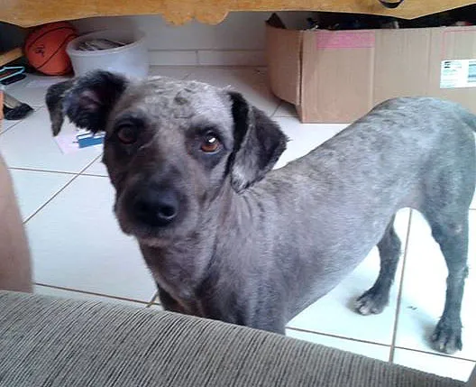 Cachorro ra a Poodle idade  nome Pretinho