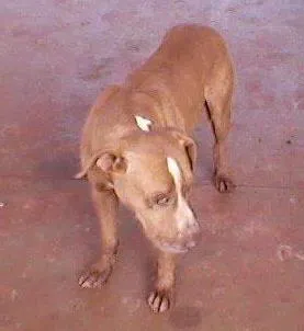 Cachorro ra a Pit-Bull idade  nome Pit Bull