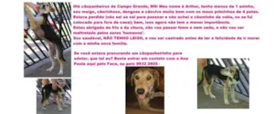 Cachorro raça srd idade  nome Arthur