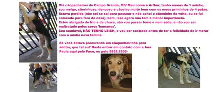 Cachorro ra a srd idade  nome Arthur