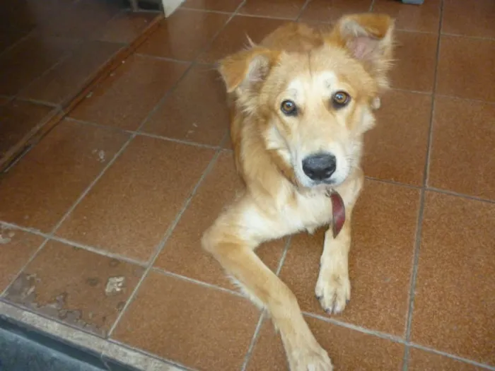 Cachorro ra a SRD idade 7 a 11 meses nome Pescoço