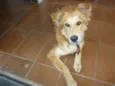 Pescoço
