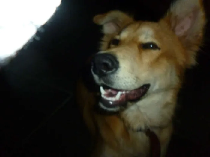 Cachorro ra a SRD idade 7 a 11 meses nome Pescoço