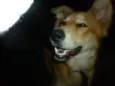 Pescoço