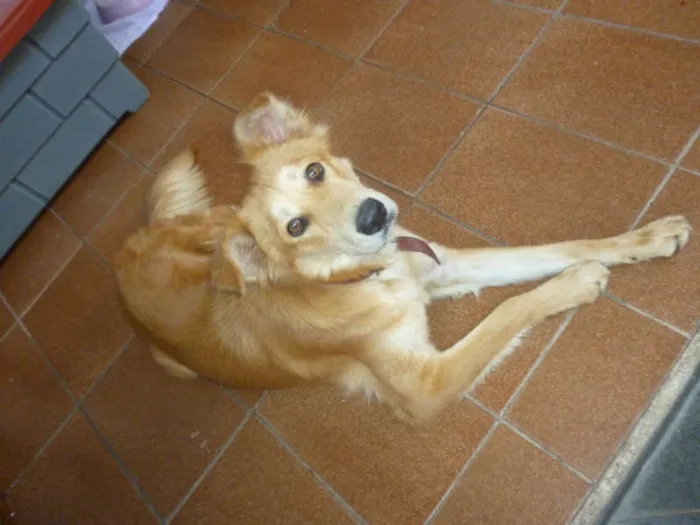 Cachorro ra a SRD idade 7 a 11 meses nome Pescoço