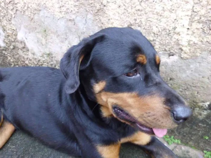 Cachorro ra a Rottweiler idade 2 anos nome ROT