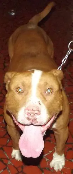 Cachorro ra a Pit Bull idade 2 anos nome Nao Sei