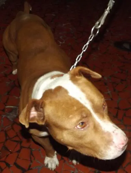 Cachorro ra a Pit Bull idade 2 anos nome Nao Sei