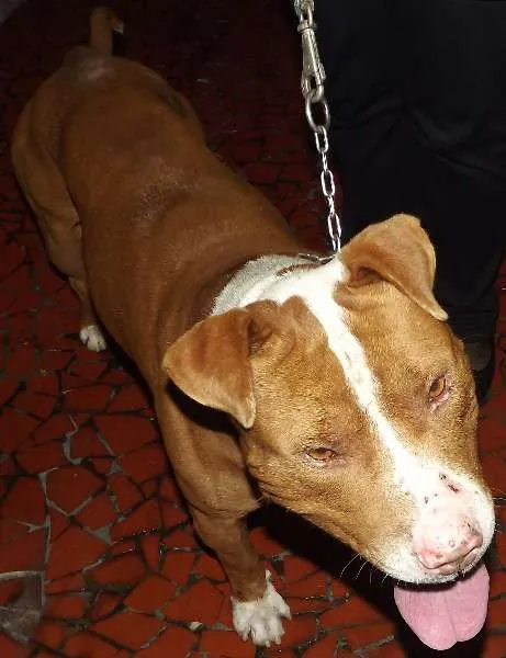 Cachorro ra a Pit Bull idade 2 anos nome Nao Sei