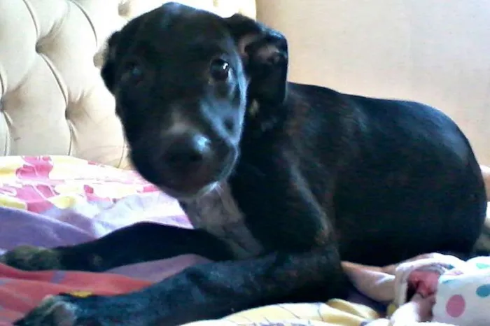 Cachorro ra a SRD idade Abaixo de 2 meses nome elen