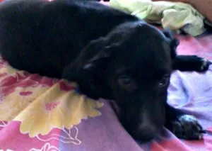 Cachorro raça SRD idade Abaixo de 2 meses nome pretita