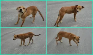 Cachorro raça SRD idade 1 ano nome Taru