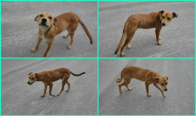 Cachorro raça SRD idade 1 ano nome Taru