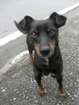 Bruninho