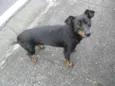 Bruninho