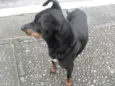 Bruninho