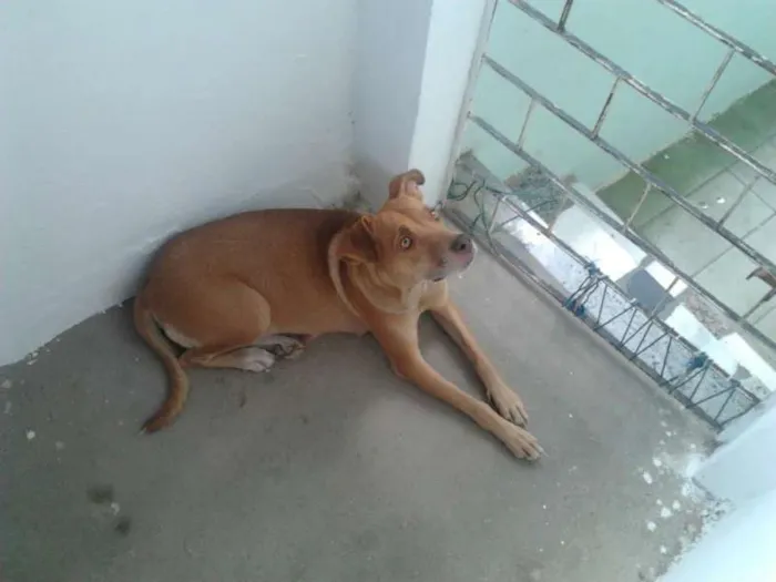 Cachorro ra a não sei idade  nome não sei