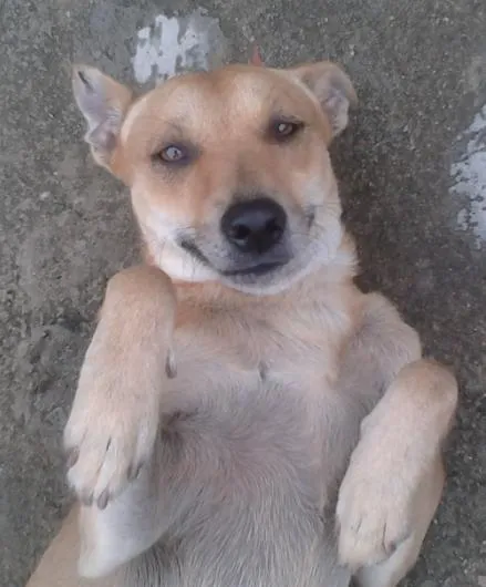 Cachorro raça Vira Lata idade 5 anos nome Rocky