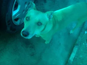 Cachorro raça Vira Lata idade 5 anos nome Rocky